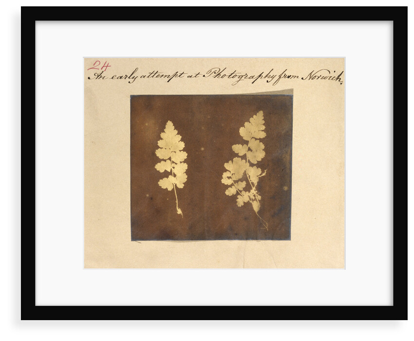 Two specimens of fern leaf by Caleb Burrell Rose
