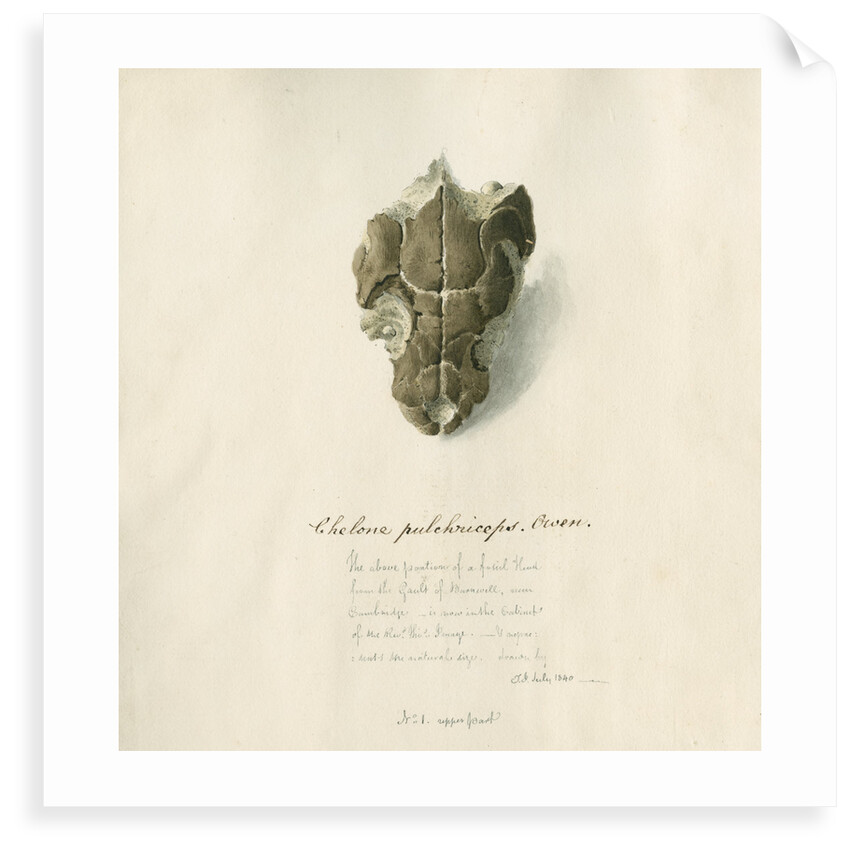 Fossil sea turtle "Chelone pulchriceps" by Thomas Image