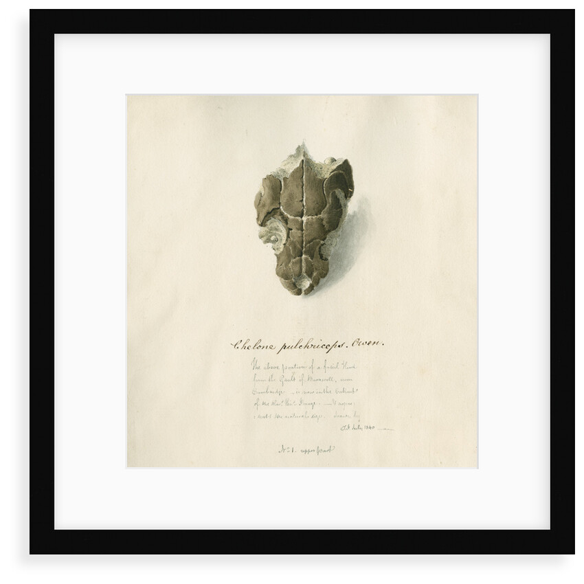 Fossil sea turtle "Chelone pulchriceps" by Thomas Image