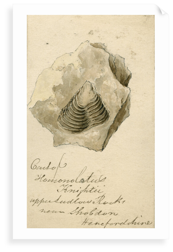 Fossil shell 'Homonolatus knightii' by Anonymous