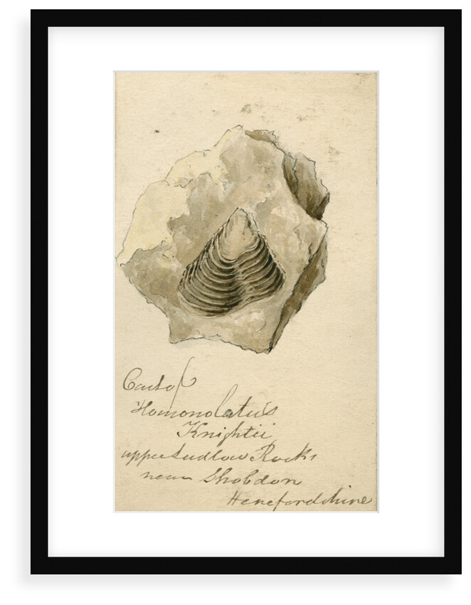 Fossil shell 'Homonolatus knightii' by Anonymous