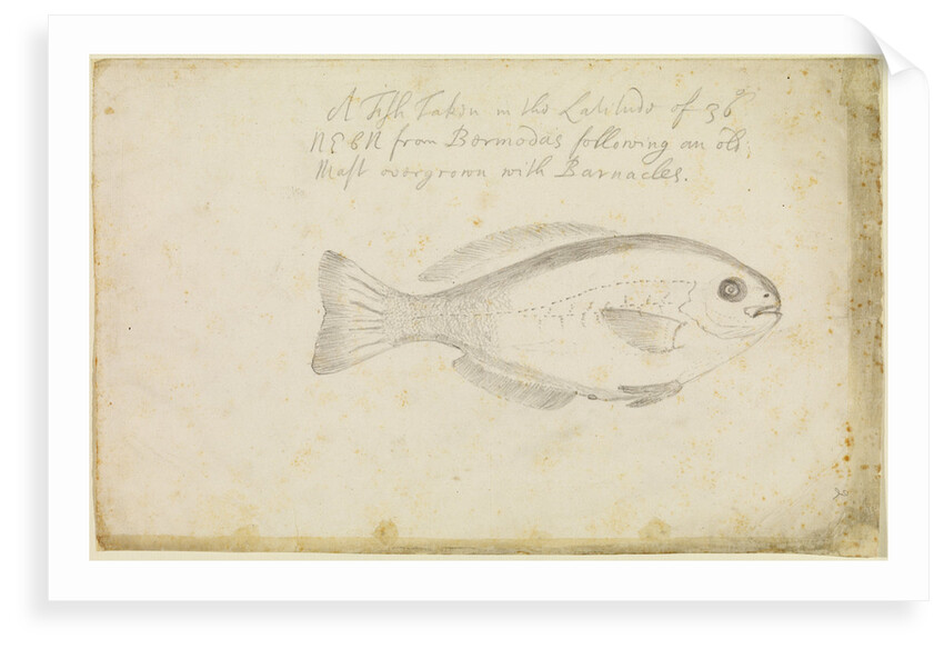 'Fish...from Bermuda' by Edmond Halley