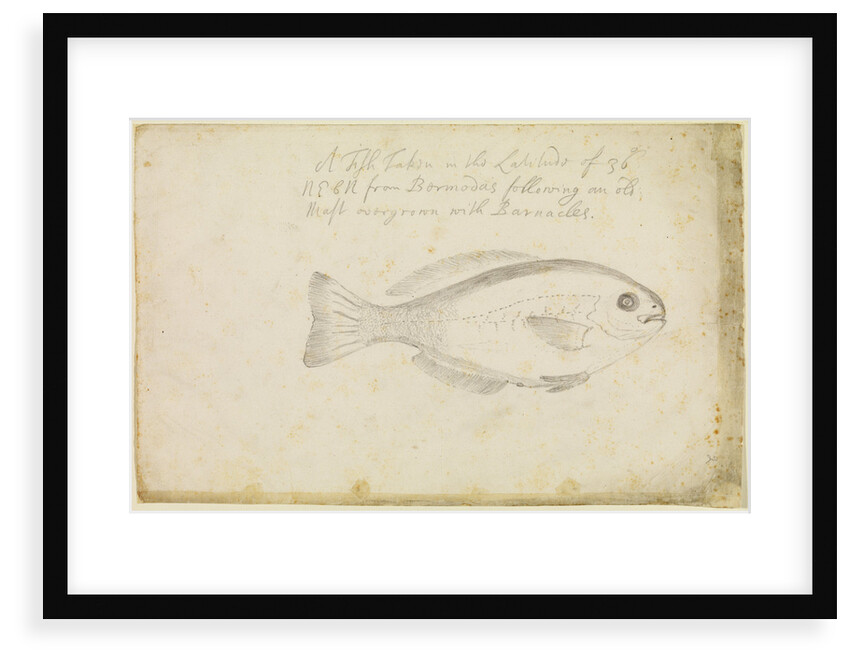 'Fish...from Bermuda' by Edmond Halley
