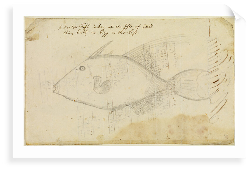 Doctor fish by Edmond Halley