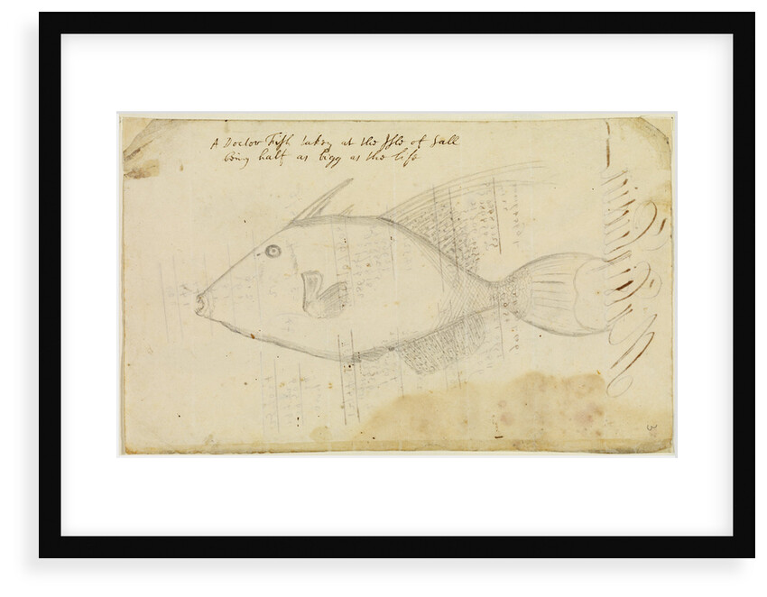 Doctor fish by Edmond Halley