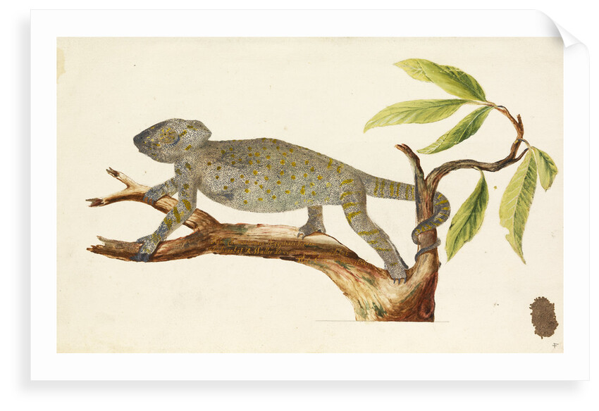 Egyptian chameleon by Richard Waller