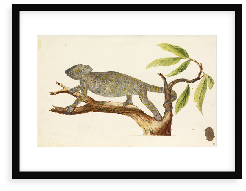 Egyptian chameleon by Richard Waller