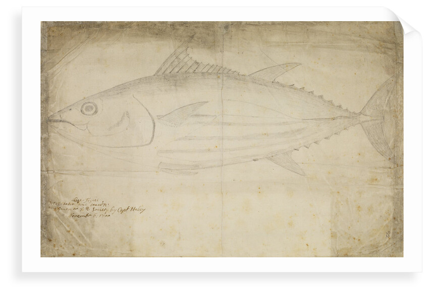 Tuna fish by Edmond Halley