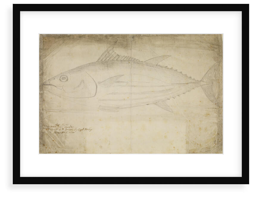 Tuna fish by Edmond Halley