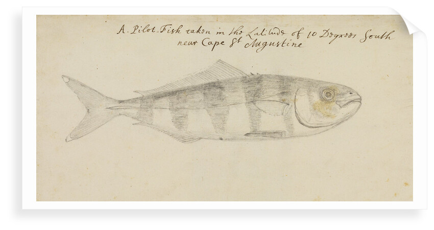 Pilot fish by Edmond Halley