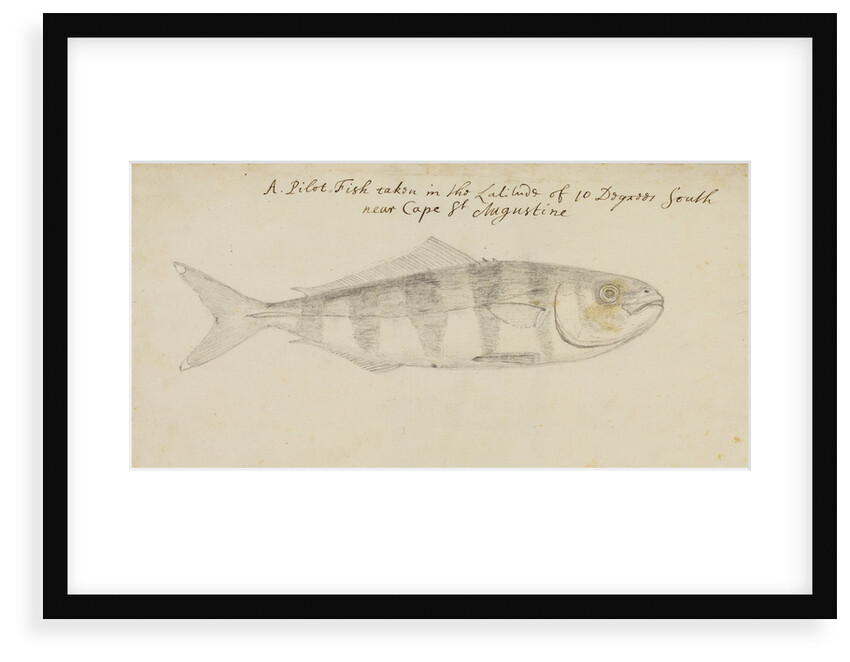 Pilot fish by Edmond Halley