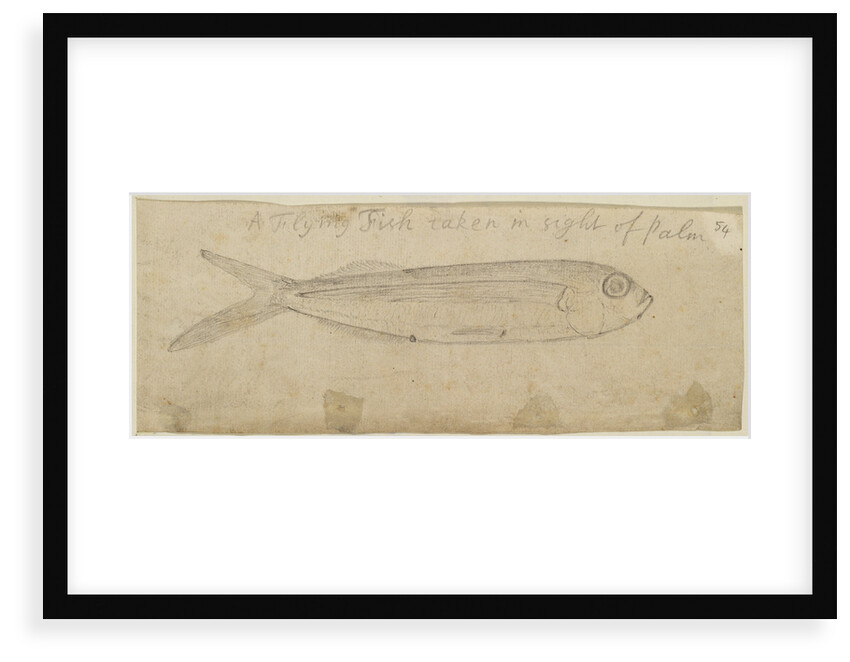 Flying fish by Edmond Halley