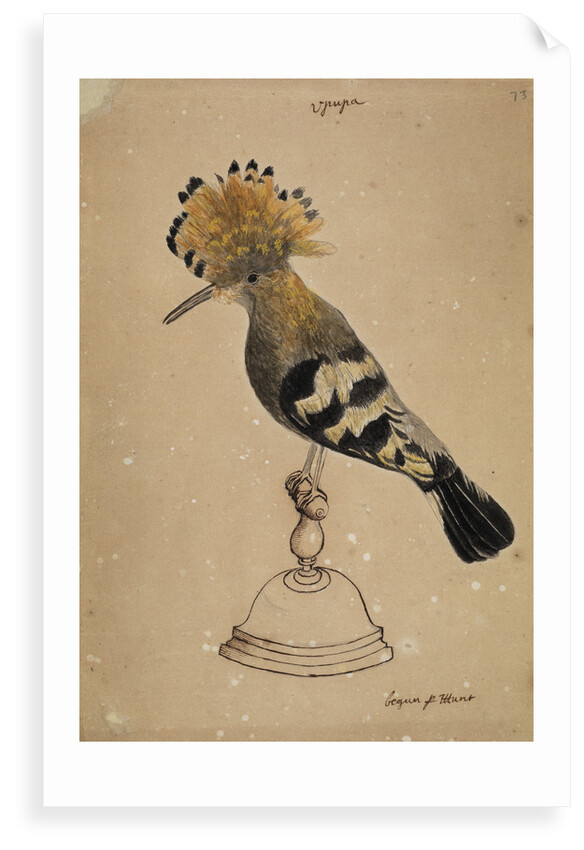 Hoopoe bird by Henry Hunt