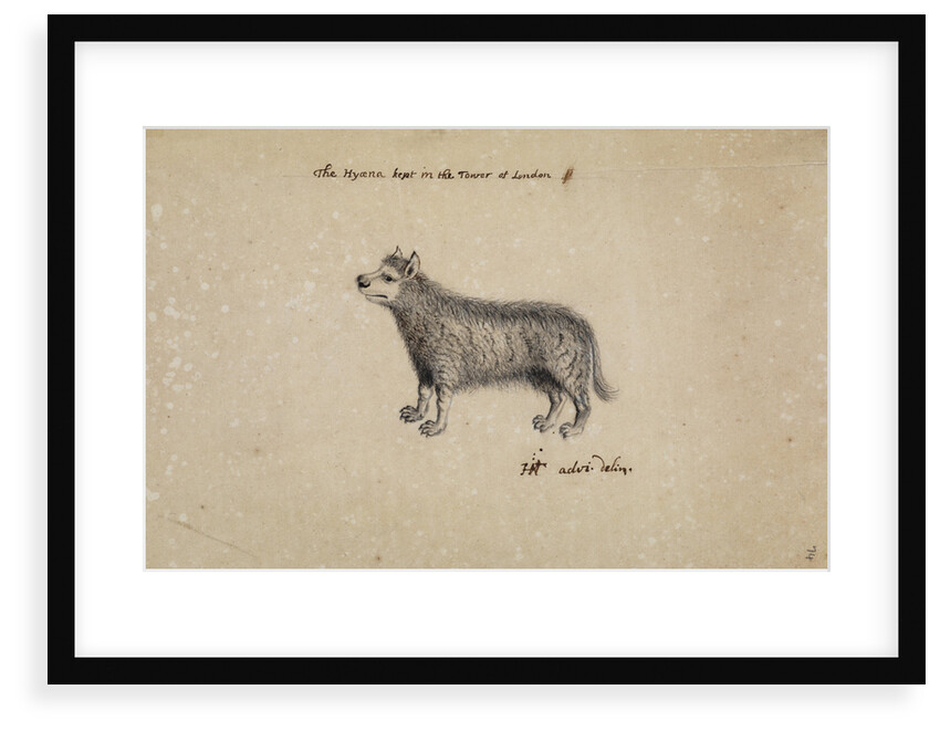 Hyena kept at the Tower of London by Henry Hunt