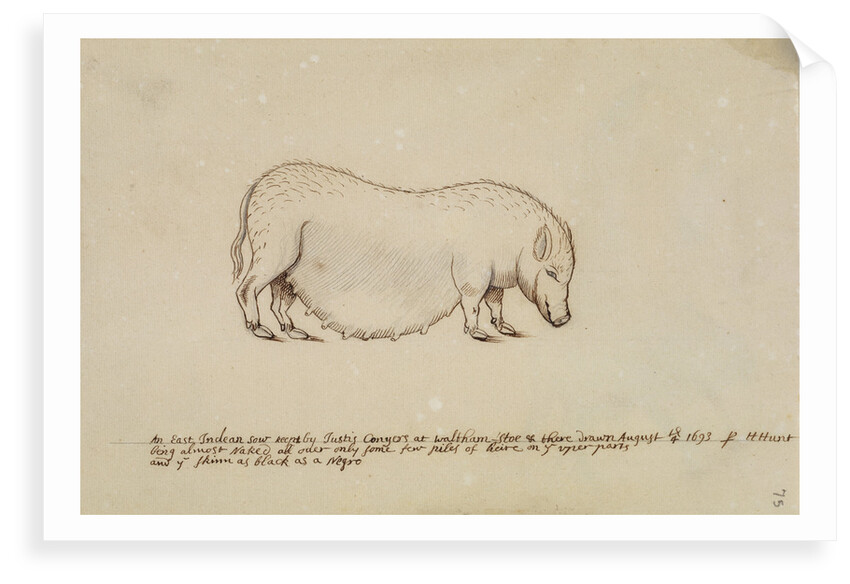 Vietnamese pot-bellied pig by Henry Hunt