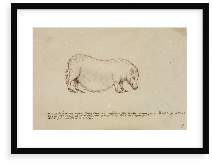 Vietnamese pot-bellied pig by Henry Hunt