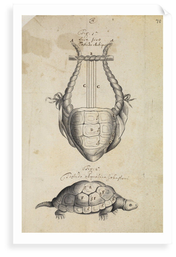 Ancient lyre and tortoise by Thomas Molyneux
