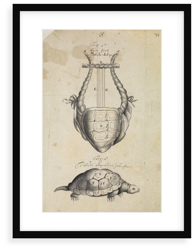Ancient lyre and tortoise by Thomas Molyneux