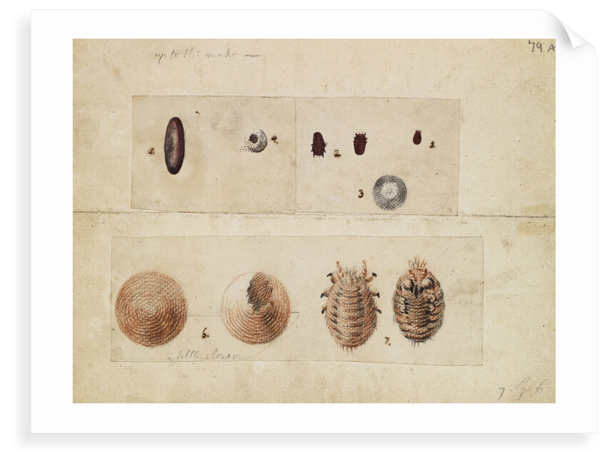 Polish cochineal insects by James Mynde