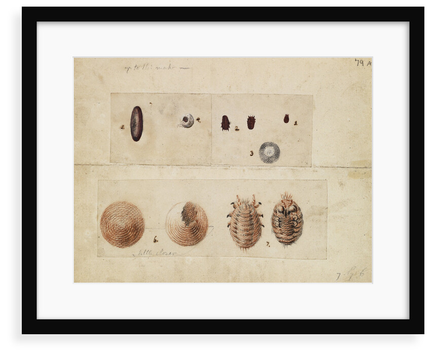 Polish cochineal insects by James Mynde