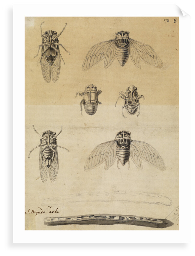 Cicadas by James Mynde