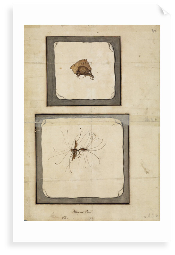 Wasp and locust by A Dupont