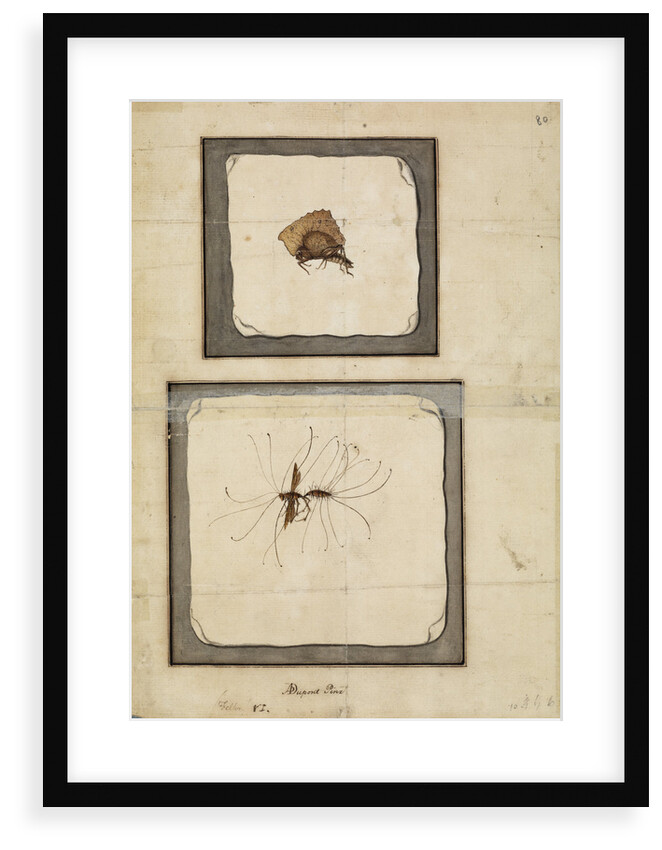 Wasp and locust by A Dupont