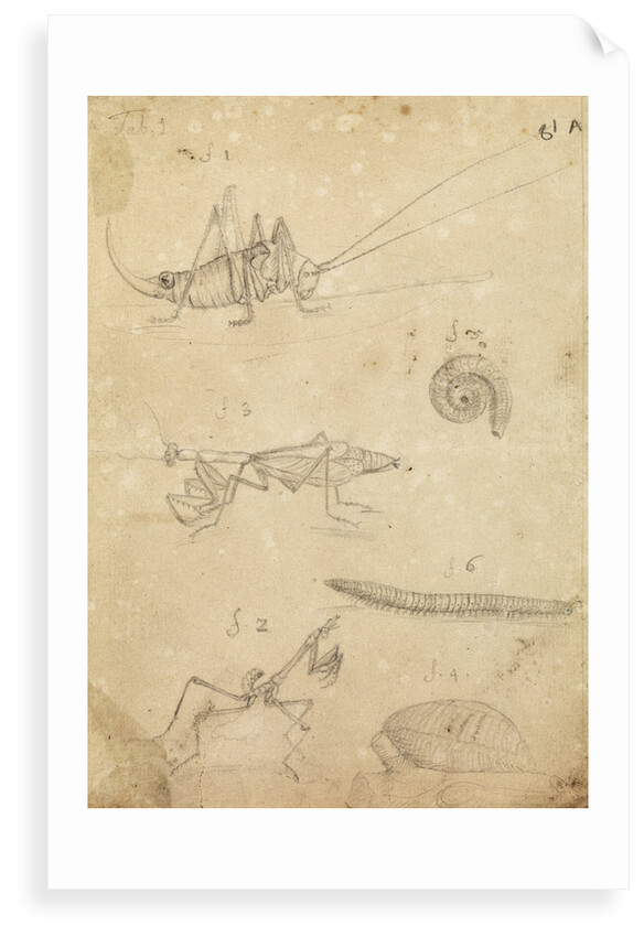Cricket and two varieties of mantis by Johannes Philippus Breynius