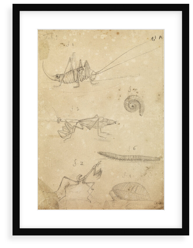 Cricket and two varieties of mantis by Johannes Philippus Breynius