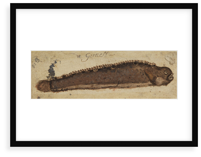 Gunnel fish by Anonymous