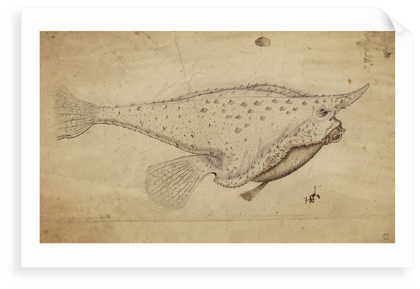 Longnose batfish by Henry Hunt