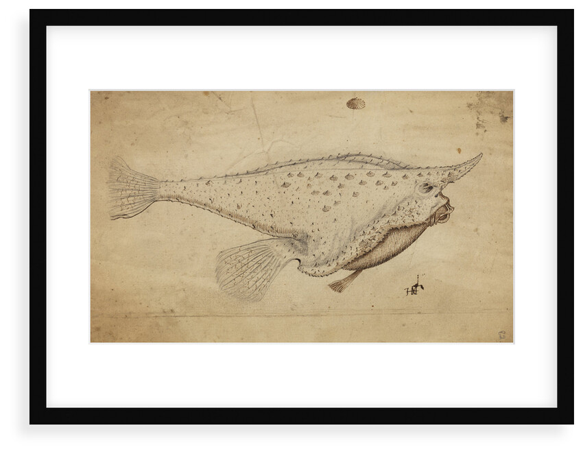 Longnose batfish by Henry Hunt