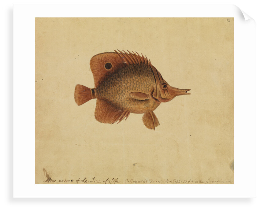 Butterflyfish by George Edwards