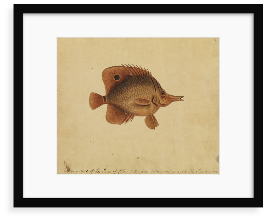 Butterflyfish by George Edwards