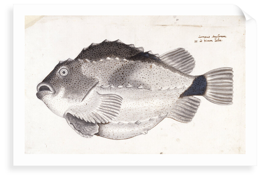 Lumpfish by Henry Hunt