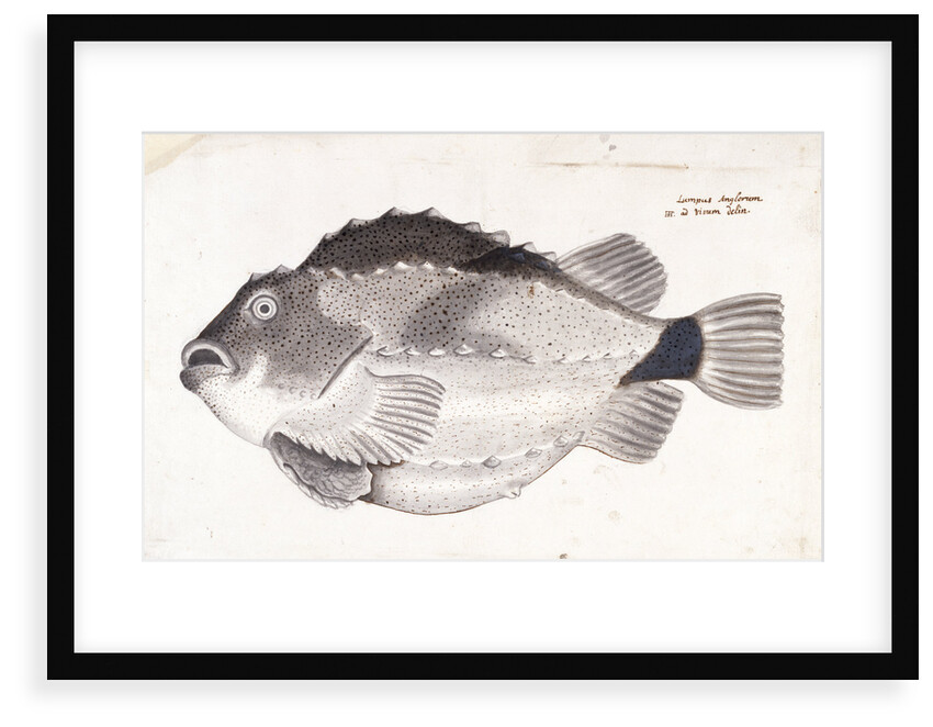 Lumpfish by Henry Hunt