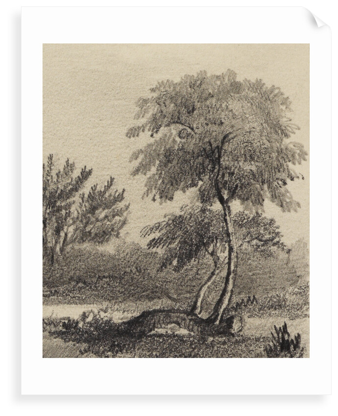 Apple tree at Woolsthorpe Manor by George Rowe