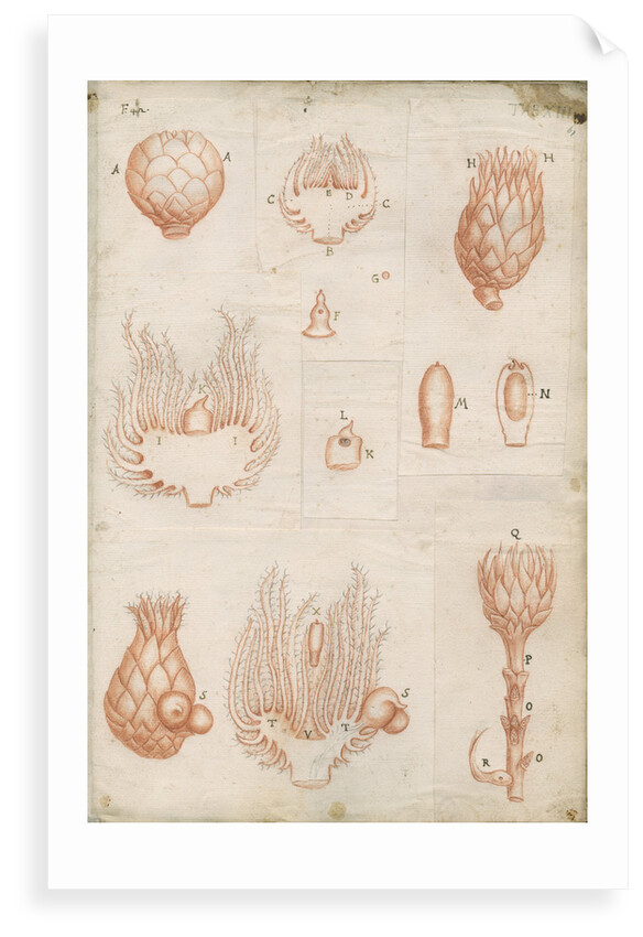 Shoots of oak trees by Marcello Malpighi