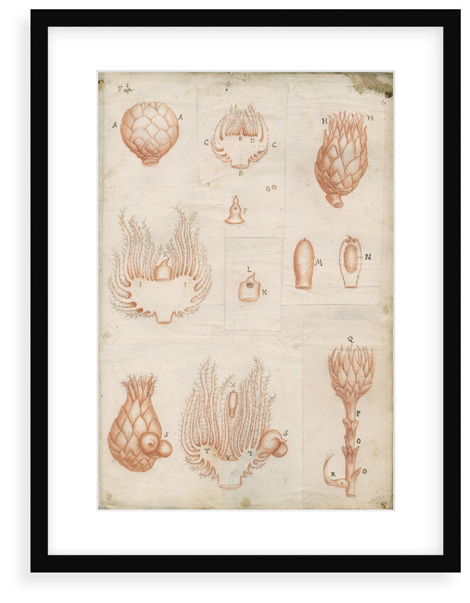Shoots of oak trees by Marcello Malpighi