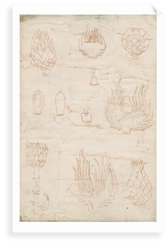 Impressions on the reverse of Tab 13: Shoots of oak trees by Marcello Malpighi