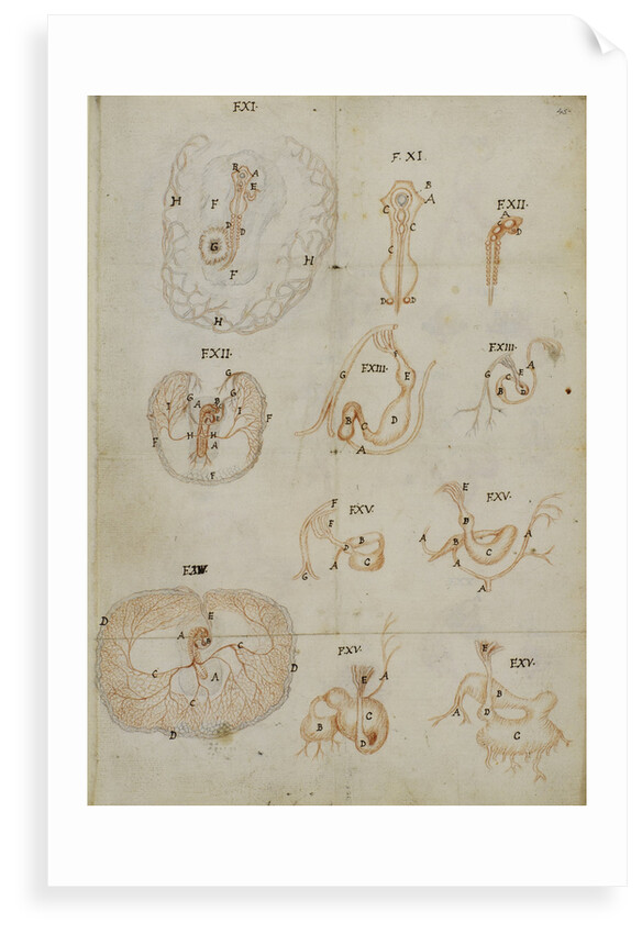 Developmental stages of chicken embryo by Marcello Malpighi