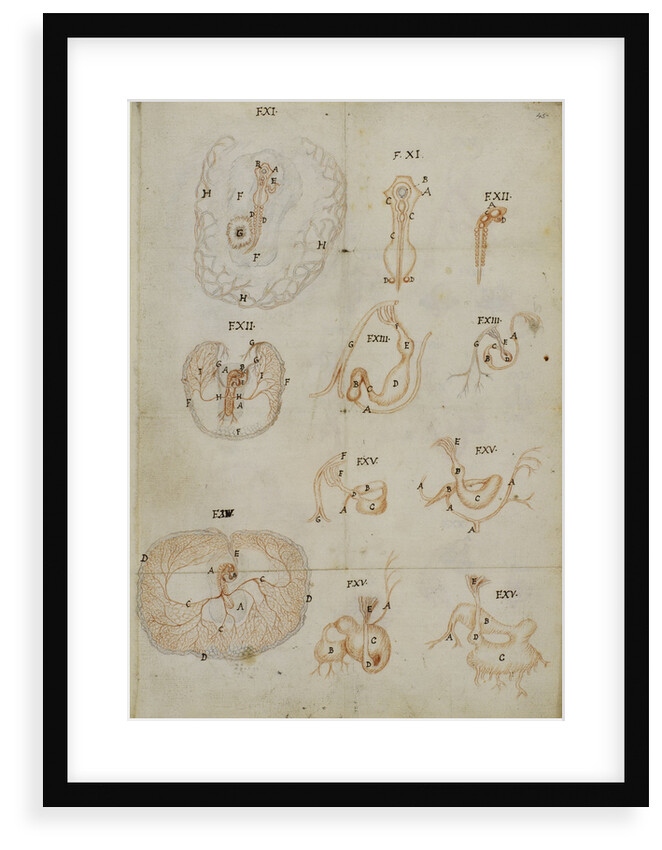 Developmental stages of chicken embryo by Marcello Malpighi