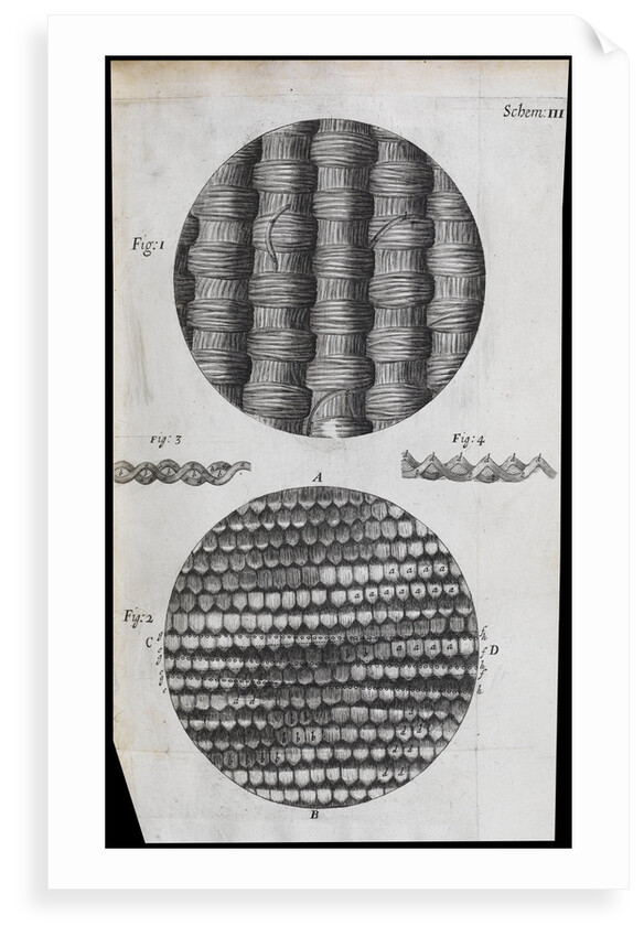 Microscopic view of silk and taffeta by Robert Hooke