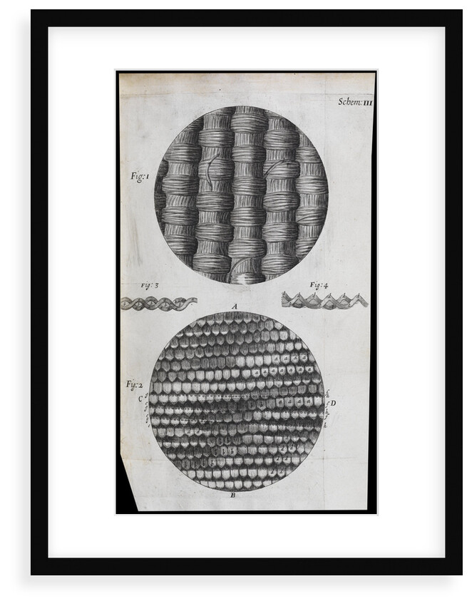 Microscopic view of silk and taffeta by Robert Hooke