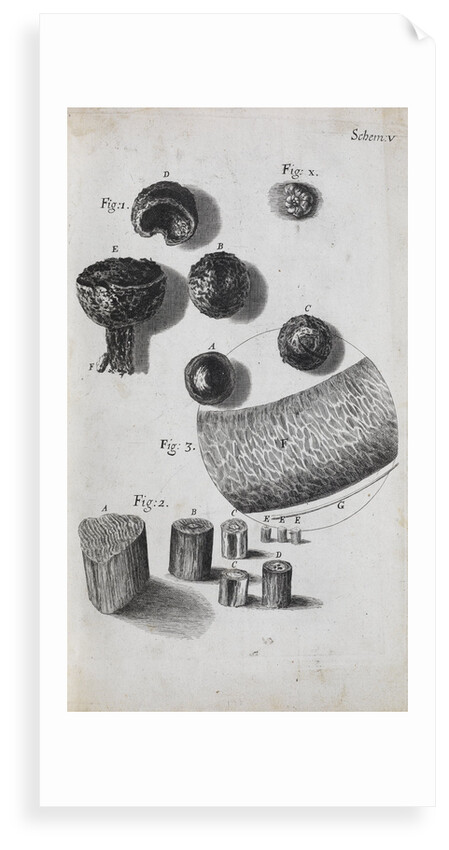 Microscopic view of hair and a shell by Robert Hooke