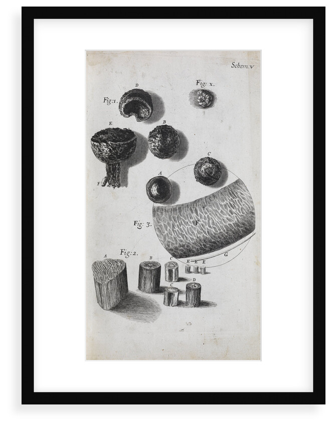 Microscopic view of hair and a shell by Robert Hooke