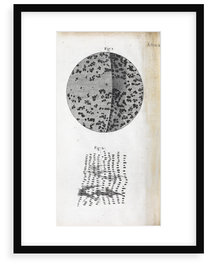 Microscopic views of charcoal by Robert Hooke