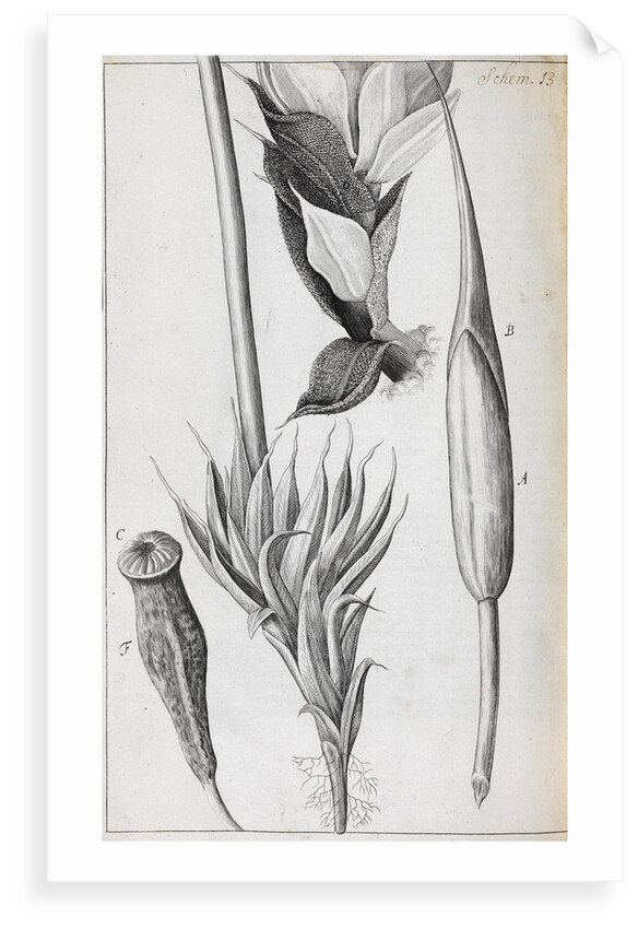 Microscopic views of moss by Robert Hooke