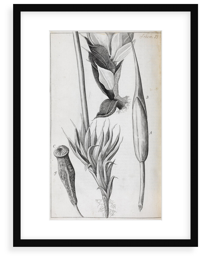 Microscopic views of moss by Robert Hooke