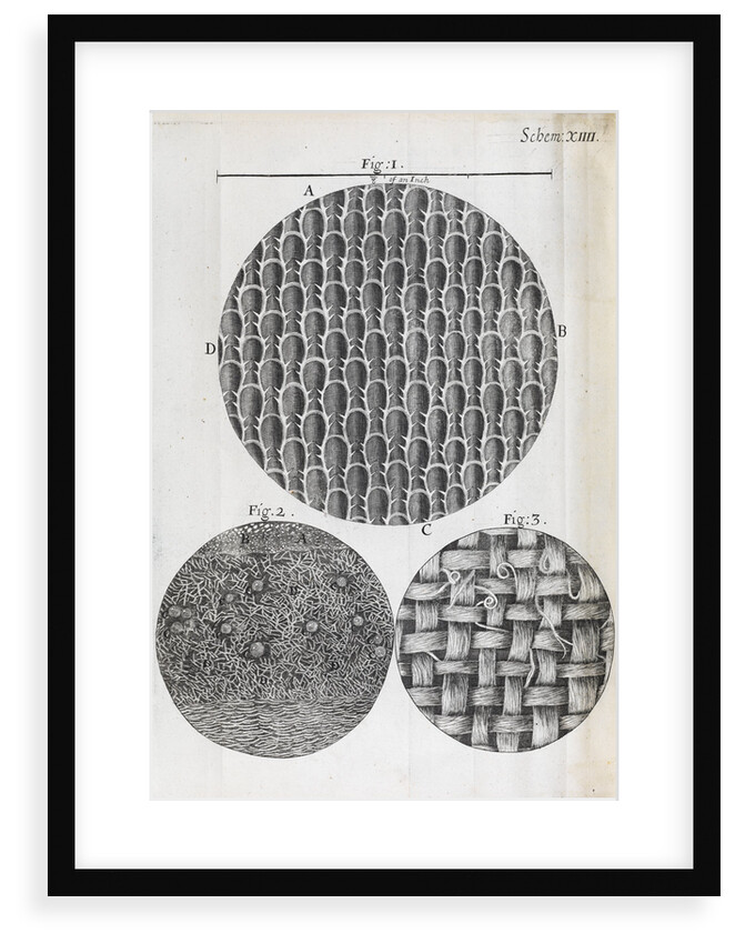 Microscopic views seaweed and rosemary leaf by Robert Hooke